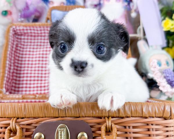 チワワ(ロングコート)