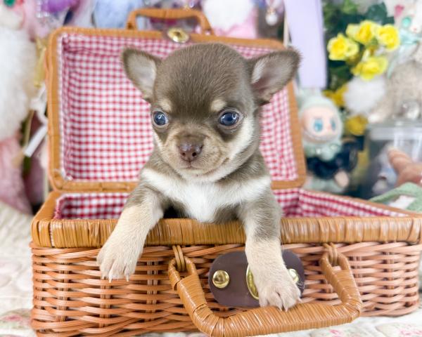 チワワ(スムースコート)