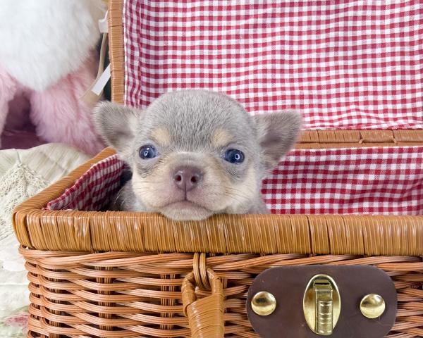 チワワ(スムースコート)