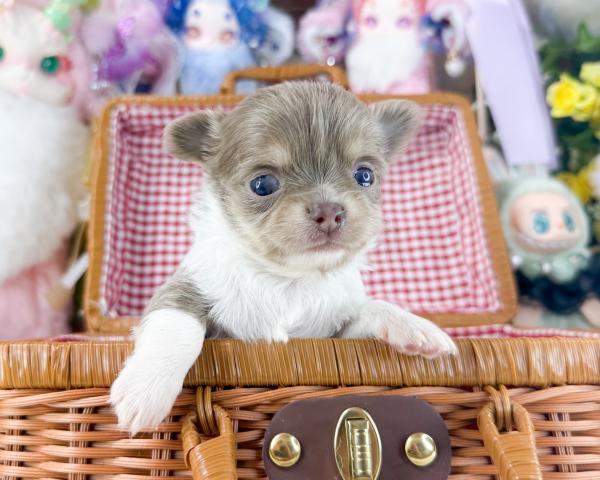 チワワ(ロングコート)