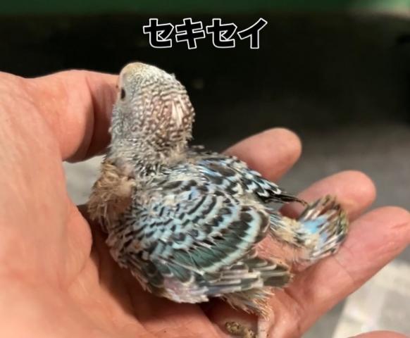 セキセイインコ