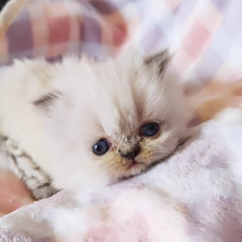 ミヌエット(旧ナポレオン)