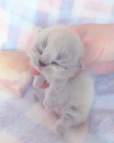 ミヌエット(旧ナポレオン)