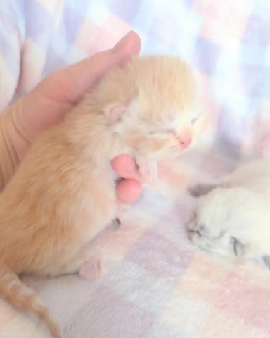 ミヌエット(旧ナポレオン)