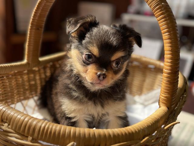 チワワ（ロングコート）