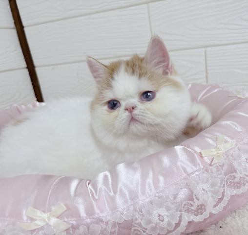 エキゾチックショートヘアー