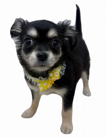 チワワ（ロングコート）