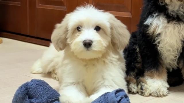 MIX💕個性が光る💕存在感あるミディアムプードル系ドゥードルをお譲りします💕