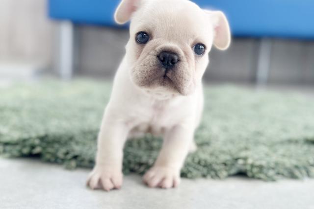 フレンチブルドッグ