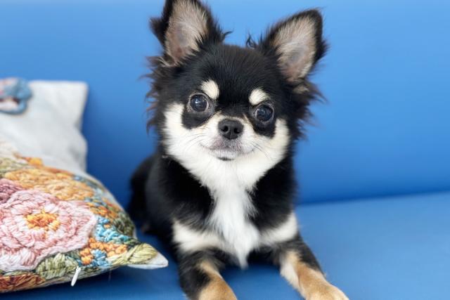 チワワ(ロングコート)