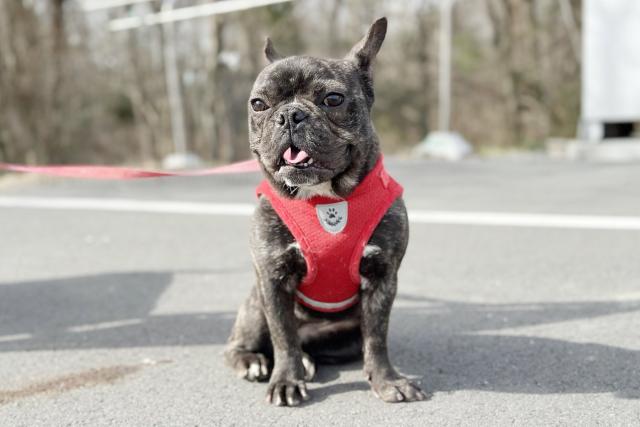 フレンチブルドッグ