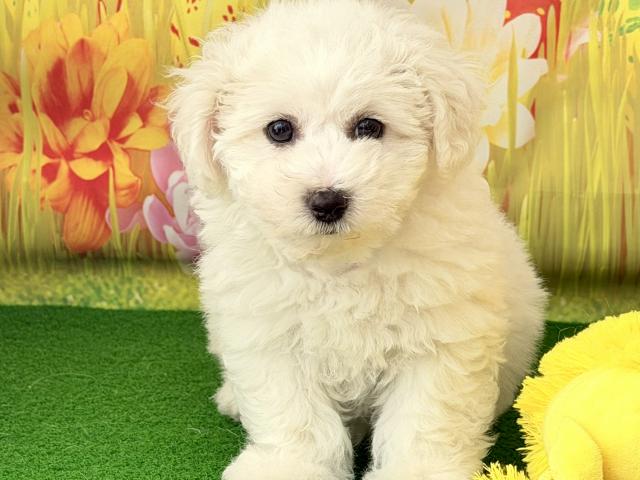 ビションフリーゼ