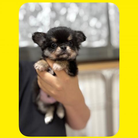 チワワ(ロングコート)