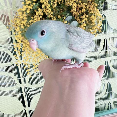 サザナミインコ　SLGターコイズ