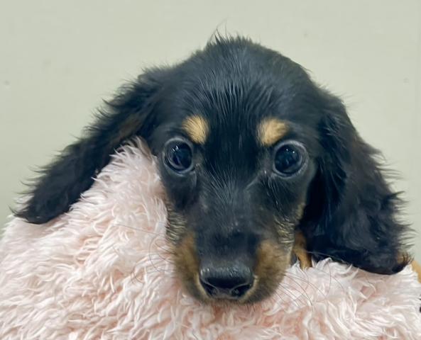 ミニチュアダックスフンド