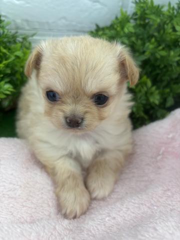 チワワ(ロングコート)