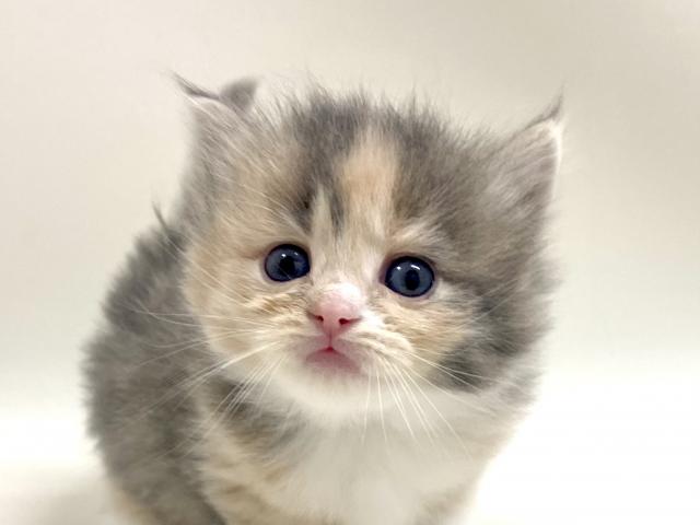 サイベリアン💕猫アレルギー有る方にお勧め猫種💕