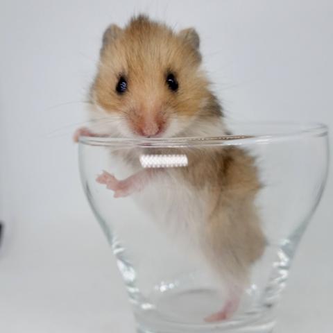 シリアンハムスター(ゴールデン長毛)