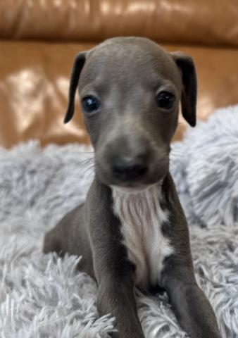 イタリアングレーハウンド月々￥10,166-(24回払い)からご家族にお迎えできます。