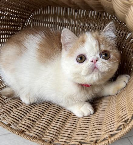 エキゾチックショートヘアー