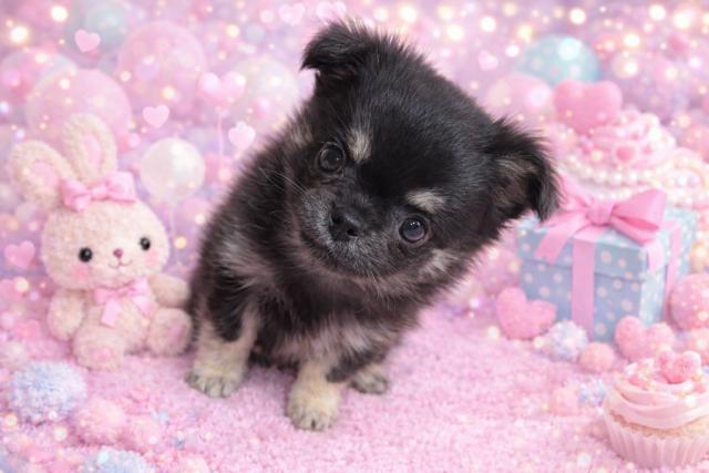 チワワ（ロングコート）