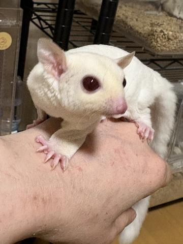 ルビープラチナorレイヘテロプラチナモザイク