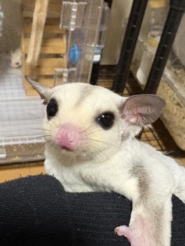 プラチナモザイクヘテロルビープラチナorレイ