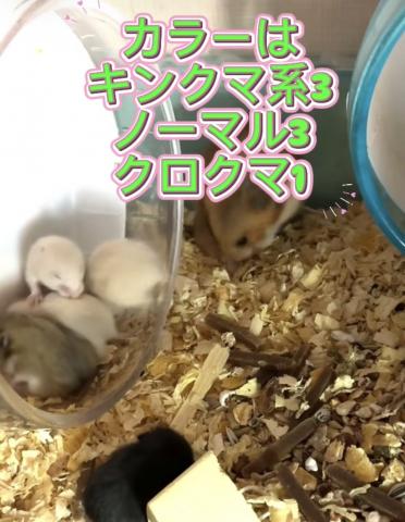 キンクマ系＆ゴールデンベビー多数☘️