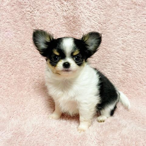 チワワ(ロングコート)