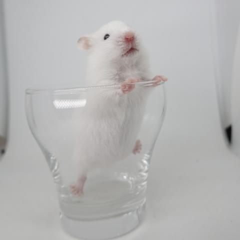 シリアンハムスター(黒目ホワイト)