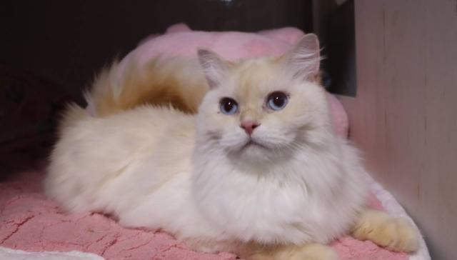 サイベリアンネヴァマスカレード