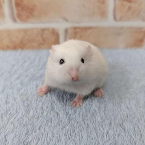 ロボロフスキーハムスター☘️
