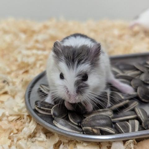 ブルーパイドロボロフスキー☘️