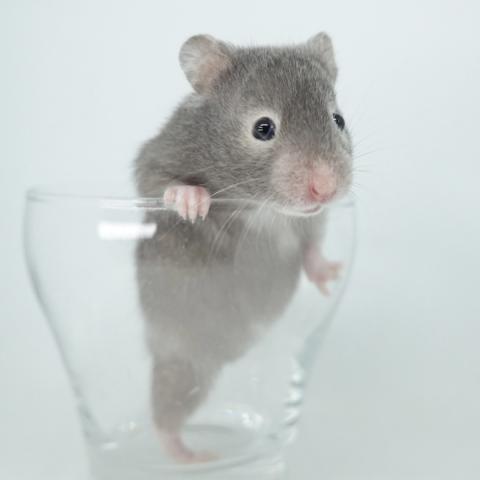 シリアンハムスター(ブルー)