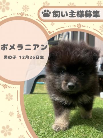ポメラニアン