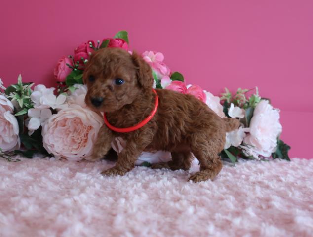 撮影は2月２6日　　生後32日目です。成犬時は2Ｋ前後のタイニー予想です