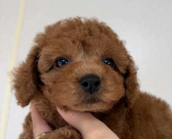 トイプードル(トイ)