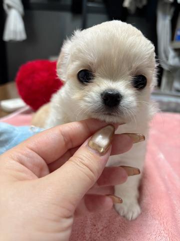 チワワ(ロングコート)