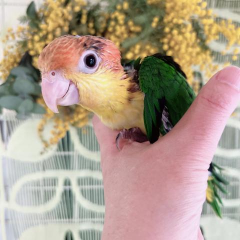 シロハラインコ