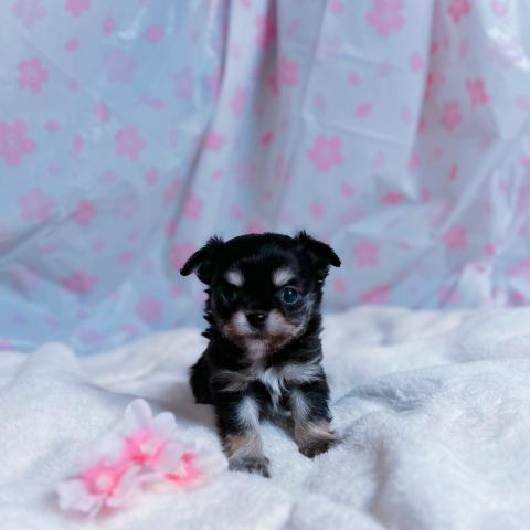 チワワ(ロングコート)