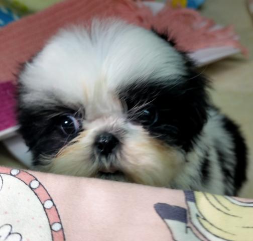 シーズー♪チコミまま’の愛娘ちゃん