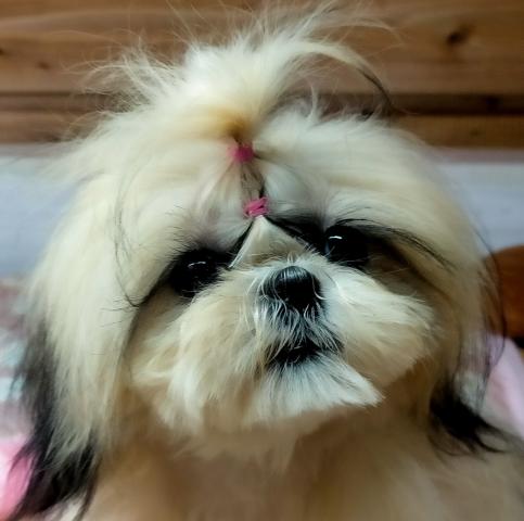 シーズー♪バリスまま’の愛娘ちゃん