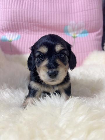 父犬カニンヘンサイズで遺伝子全項目クリア🩵見学当日予約金入れた場合値引きあり🎁