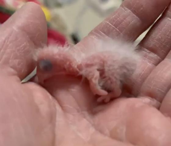 ウロコインコ⑤