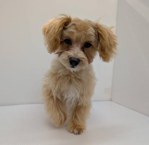 遊んで遊んで~とぴょんぴょんする姿がとっても可愛い❣️