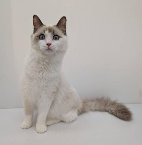 いろんなことに興味津々‼️好奇心旺盛なラグドールちゃんです💕