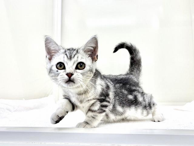 アメリカンショートヘアー919