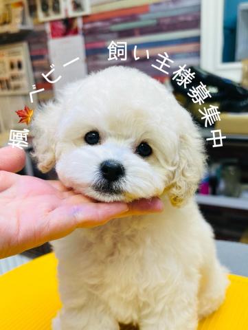 トイプードルタイニーサイズ