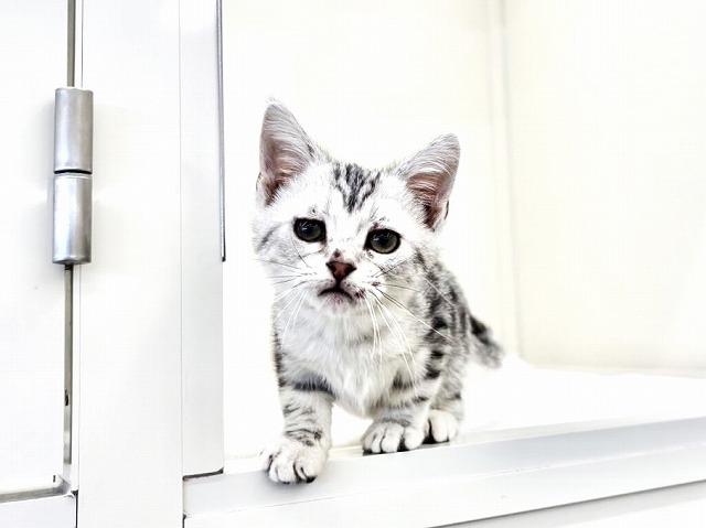 アメリカンショートヘアー403