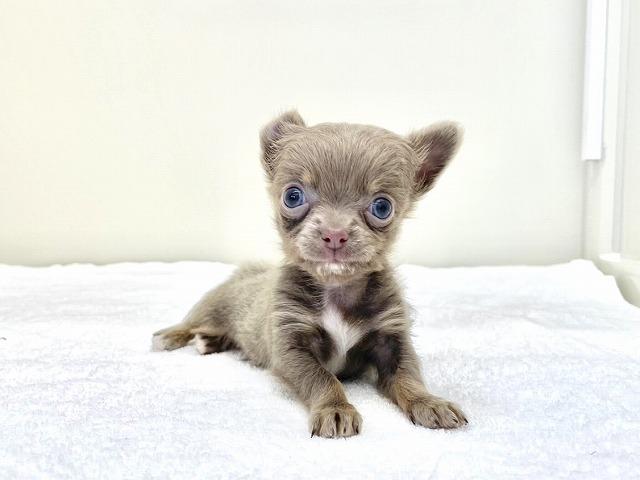 チワワ（ロングコート）159